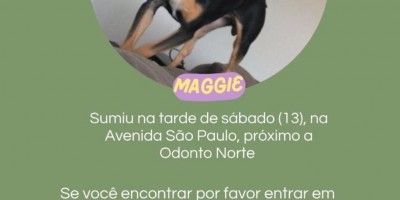Procura-se por maggie, pinscher que desapareceu no último sábado em Rolim de Moura