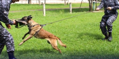Conheça o Canil do 4° Batalhão de Polícia Militar de Cacoal