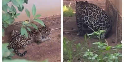 Onça-pintada invade residência, em RO