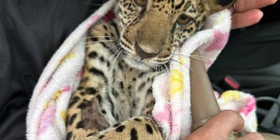 Filhote de onça-pintada ferido é resgatado em RO