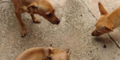 Procura-se três cães da raça Pinscher em Rolim de Moura