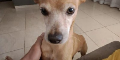 Família procura por cão desaparecido em Rolim de Moura