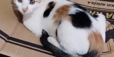 Desaparecimento de um animal de estimação em Rolim de Moura; ajude a encontrar