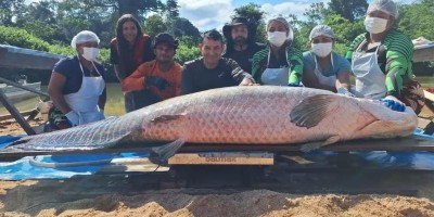 Pirarucu com mais de 2 metros e 137 kg é capturado em RO