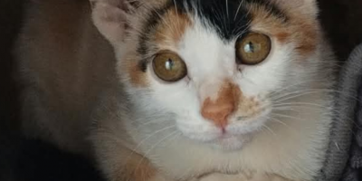 Recompensa por informação que leve ao animal desaparecido