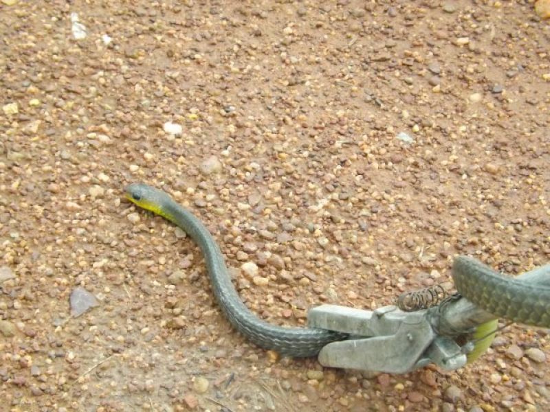Rolim de Moura –  Cobra é capturada pelos Bombeiros. Rolim de Moura –  Cobra é capturada pelos Bombeiros.