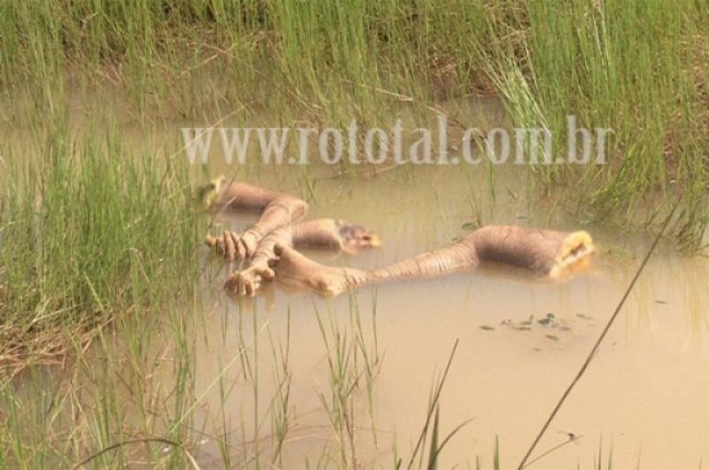 PORTO VELHO - MULHER É ENCONTRADA ESQUARTEJADA EM PORTO VELHO - IMAGENS FORTES PORTO VELHO - MULHER É ENCONTRADA ESQUARTEJADA EM PORTO VELHO - IMAGENS FORTES