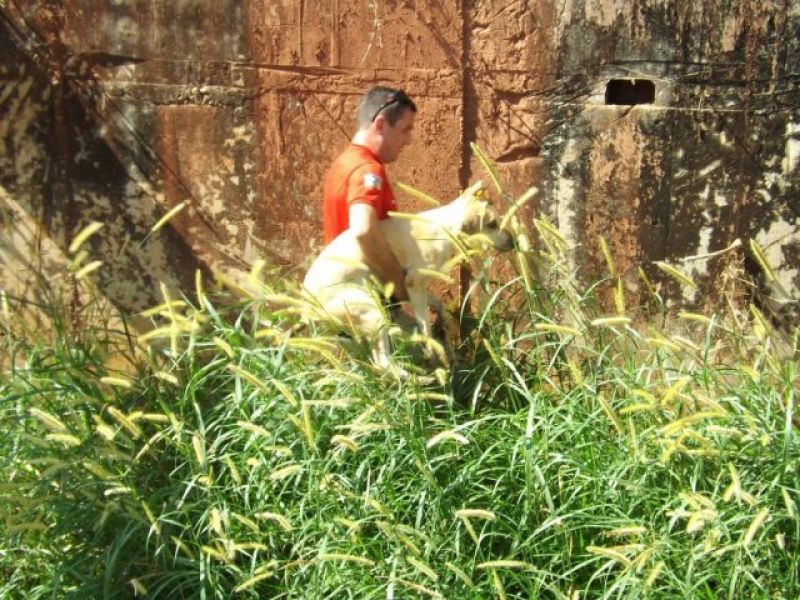 Rolim de Moura –  Bombeiros resgatam cachorro de dentro de galeria de córrego no centro de cidade Rolim de Moura –  Bombeiros resgatam cachorro de dentro de galeria de córrego no centro de cidade