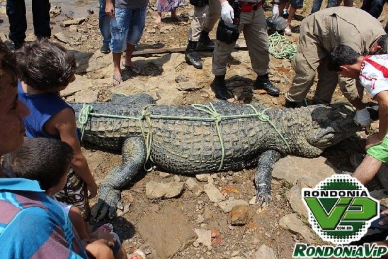 Ariquemes - Jacaré de 6 metros e 400 Kg é resgatado na ponte da BR 421- Confira fotos Ariquemes - Jacaré de 6 metros e 400 Kg é resgatado na ponte da BR 421- Confira fotos
