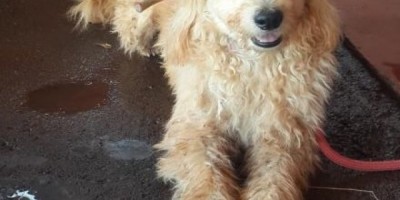 Rolim de Moura -  Cão encontrado Rolim de Moura -  Cão encontrado