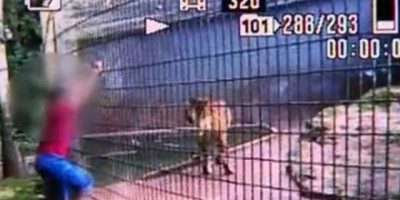 Paraná - Menino de 11 anos é atacado por tigre e perde o braço - Vídeo Paraná - Menino de 11 anos é atacado por tigre e perde o braço - Vídeo