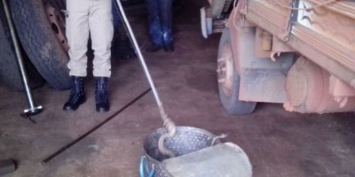 Rolim de Moura – Cobra peçonhenta é capturada pelo Corpo de Bombeiros Rolim de Moura – Cobra peçonhenta é capturada pelo Corpo de Bombeiros