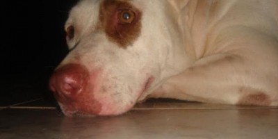 Utilidade Pública - Procura-se uma Cadela da raça Pitbull desaparecida na última quarta-feira 