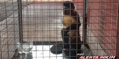 Rolim de Moura -  Bombeiros capturam macaco-prego