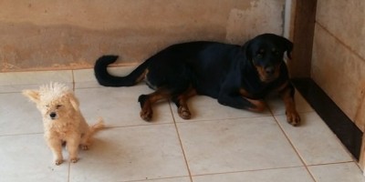 UTILIDADE PÚBLICA -  Cachorros desaparecidos