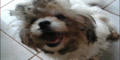 Utilidade Pública – Procura-se por cadela da raça Lhasa apso desaparecida