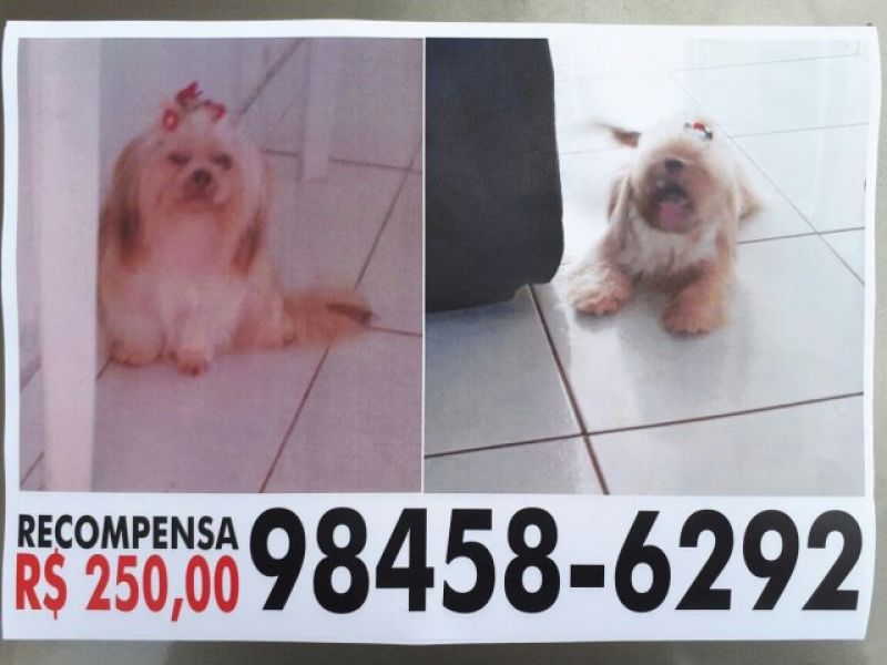 Utilidade Pública - Família procura por cadela da raça Shih-tzu e oferece R$250,00 em recompensa 