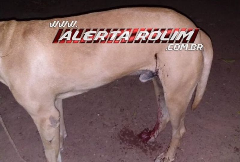 Rolim de Moura – Homem ouve disparo de arma e ao sair no quintal nota que seu cachorro foi atingido   Rolim de Moura – Homem ouve disparo de arma e ao sair no quintal nota que seu cachorro foi atingido