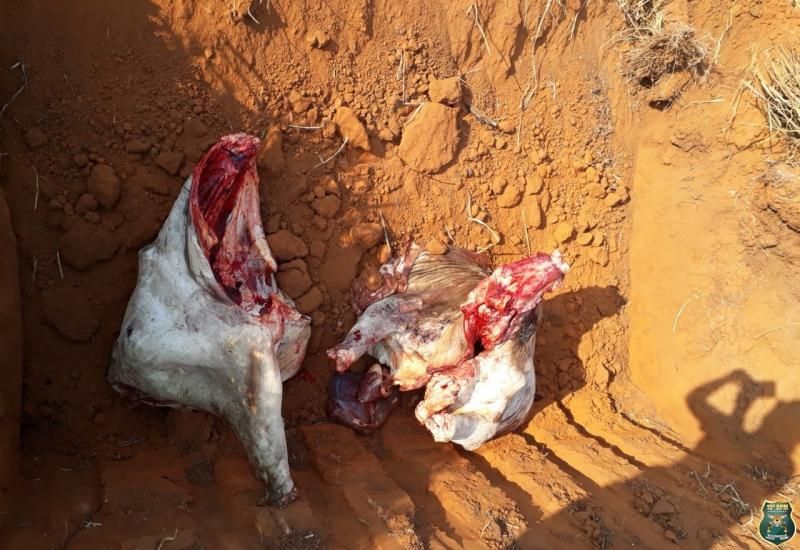 Nota da Polícia Militar sobre boatos em rede social a respeito do destino da carne de gado apreendida no último final de semana Nota da Polícia Militar sobre boatos em rede social a respeito do destino da carne de gado apreendida no último final de semana