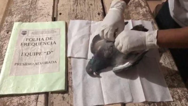 Vídeo -Pombo recheado com celular é arremessado para dentro de presídio em Alvorada, MG Vídeo -Pombo recheado com celular é arremessado para dentro de presídio em Alvorada, MG