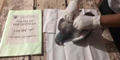 Vídeo -Pombo recheado com celular é arremessado para dentro de presídio em Alvorada, MG Vídeo -Pombo recheado com celular é arremessado para dentro de presídio em Alvorada, MG