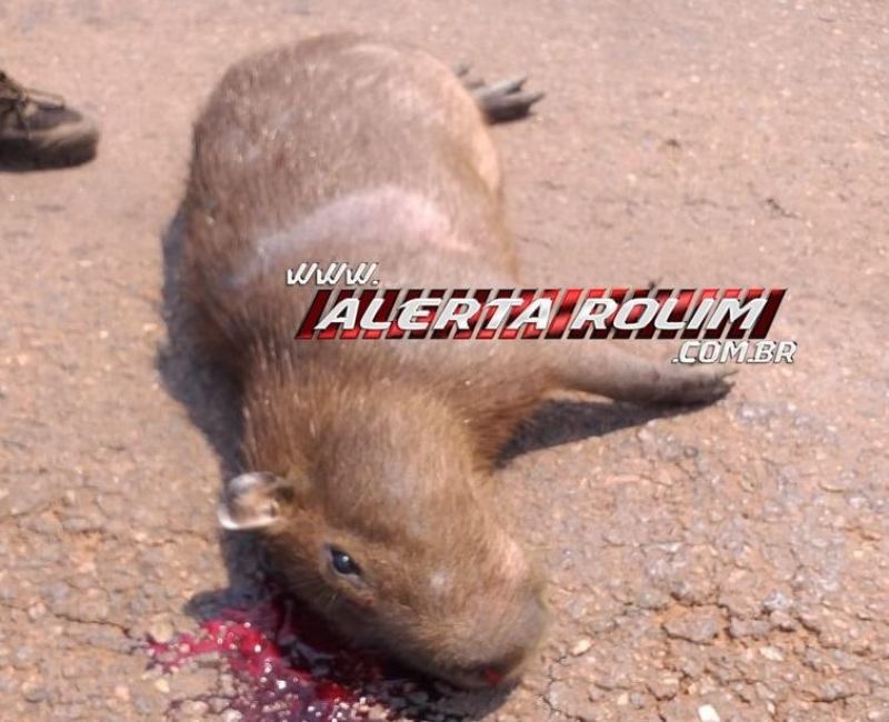Rolim de Moura – Motociclista fratura perna após bater em capivara na RO-010 Rolim de Moura – Motociclista fratura perna após bater em capivara na RO-010