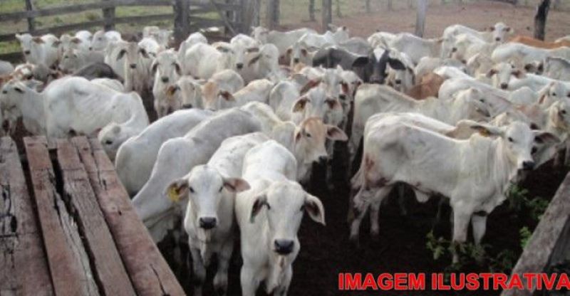 Alto Alegre – Mais de 150 cabeças de gado foram furtadas de fazenda na linha P-40 Alto Alegre – Mais de 150 cabeças de gado foram furtadas de fazenda na linha P-40