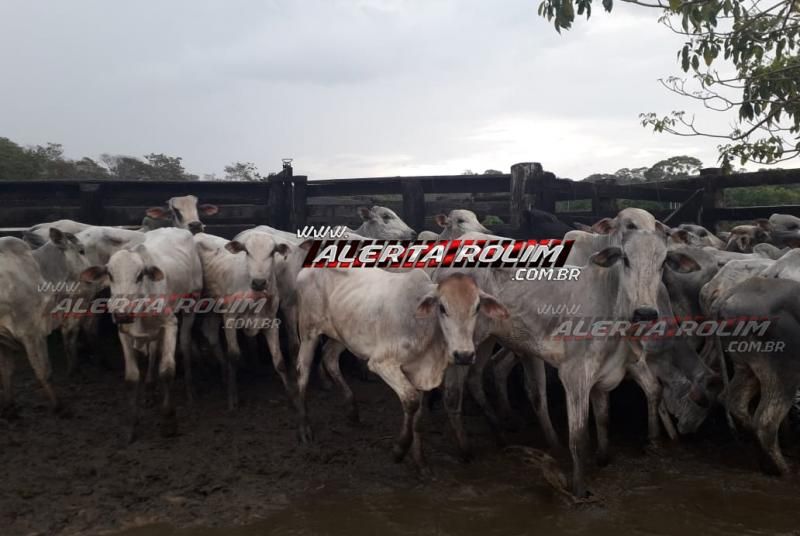 Gado furtado em Fazenda na região de Alto Alegre é recuperado pela polícia em Vilhena Gado furtado em Fazenda na região de Alto Alegre é recuperado pela polícia em Vilhena