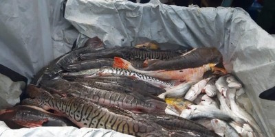 Quase 700 kg de peixes são apreendidos pela Polícia Ambiental em RO Quase 700 kg de peixes são apreendidos pela Polícia Ambiental em RO