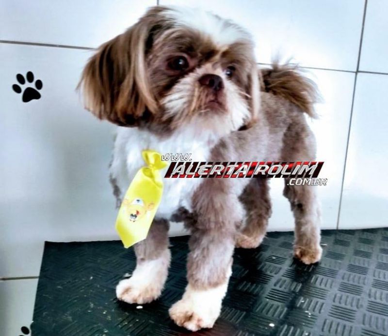 Rolim de Moura – Família procura por cachorro da raça Shih Tzu, que desapareceu Rolim de Moura – Família procura por cachorro da raça Shih Tzu, que desapareceu