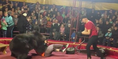 Urso de circo ataca adestrador durante apresentação na Rússia; assista Urso de circo ataca adestrador durante apresentação na Rússia; assista