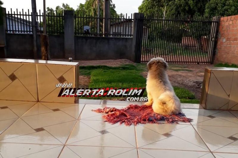 Rolim de Moura – Procura-se por cachorro, que desapareceu no Bairro Centenário Rolim de Moura – Procura-se por cachorro, que desapareceu no Bairro Centenário
