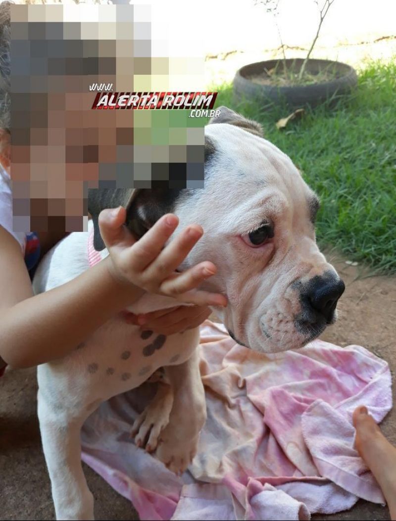 Rolim de Moura – Procura-se por cadela, da raça boxer, que desapareceu no Bairro Olímpico Rolim de Moura – Procura-se por cadela, da raça boxer, que desapareceu no Bairro Olímpico