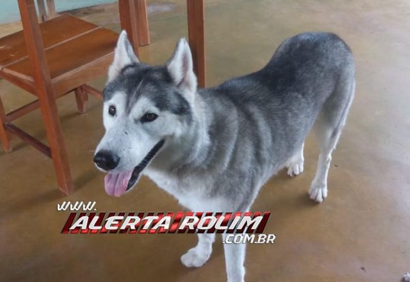 Rolim de Moura - Procura-se por cadela, da raça Husky siberiano, que despareceu no Bairro Beira Rio Rolim de Moura - Procura-se por cadela, da raça Husky siberiano, que despareceu no Bairro Beira Rio