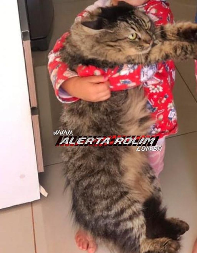 Rolim de Moura – Família procura por gato, que desapareceu há duas semanas Rolim de Moura – Família procura por gato, que desapareceu há duas semanas