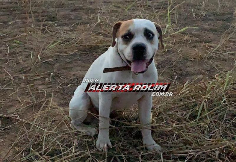 Rolim de Moura – Procura-se cachorro da raça Box, que desapareceu no Bairro Jardim Eldorado Rolim de Moura – Procura-se cachorro da raça Box, que desapareceu no Bairro Jardim Eldorado