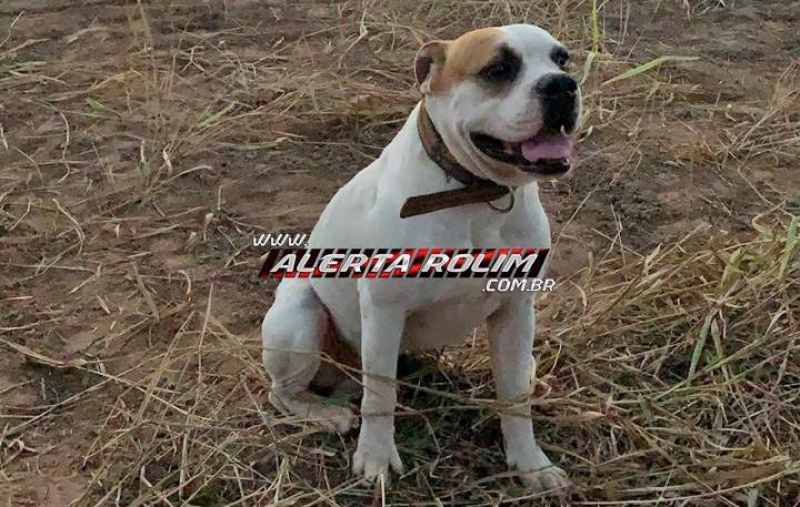Rolim de Moura – Procura-se cachorro da raça Box, que desapareceu no Bairro Jardim Eldorado Rolim de Moura – Procura-se cachorro da raça Box, que desapareceu no Bairro Jardim Eldorado
