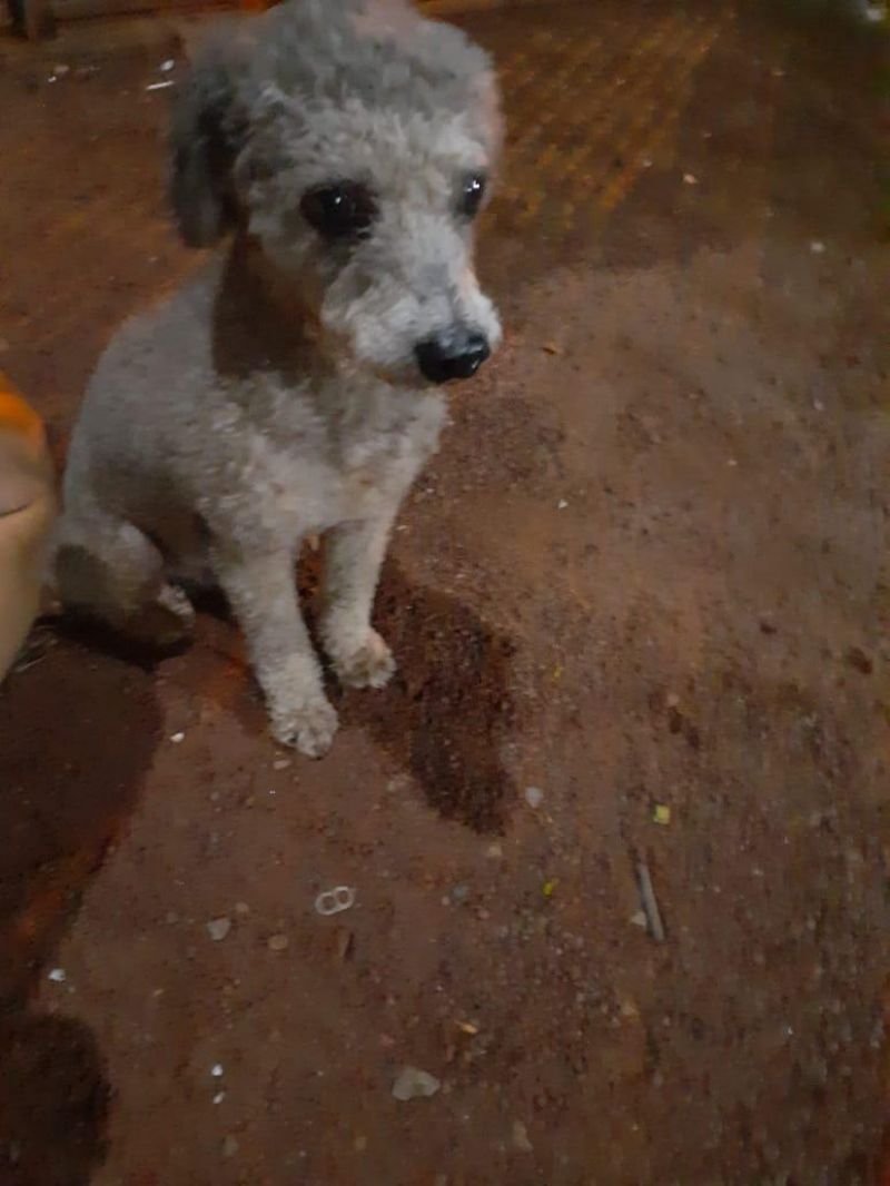 Procura-se por proprietário de cachorro que foi encontrado na noite do dia 31 de dezembro, em Rolim de Moura Procura-se por proprietário de cachorro que foi encontrado na noite do dia 31 de dezembro, em Rolim de Moura