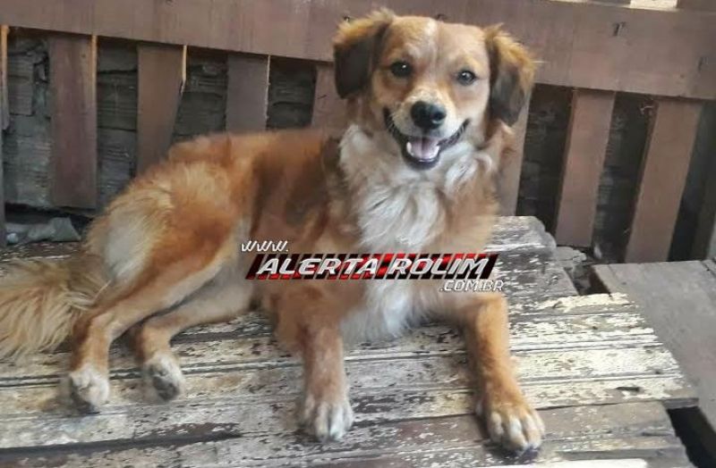 Rolim de Moura – Procura-se por cachorro que desapareceu no Bairro Boa Esperança Rolim de Moura – Procura-se por cachorro que desapareceu no Bairro Boa Esperança