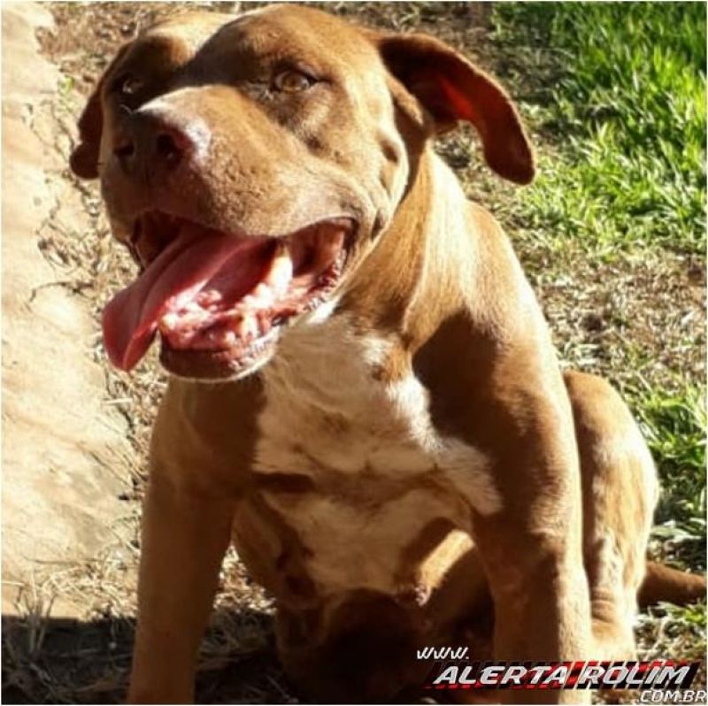 Rolim de Moura - Procura-se por cadela da raça Pit bull Rolim de Moura - Procura-se por cadela da raça Pit bull