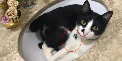 Rolim de Moura – Família está à procura de gato que desapareceu no Bairro Beira Rio Rolim de Moura – Família está à procura de gato que desapareceu no Bairro Beira Rio