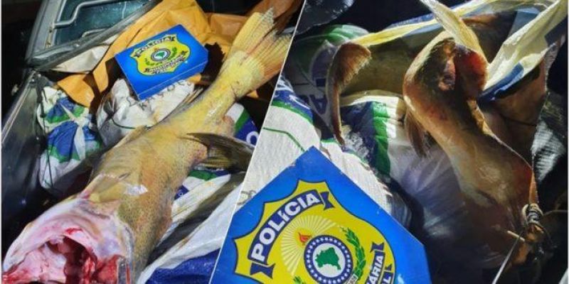 400 kg de filé de pirarucu e jaú são apreendidos pela PRF na BR 364, em Porto Velho 400 kg de filé de pirarucu e jaú são apreendidos pela PRF na BR 364, em Porto Velho
