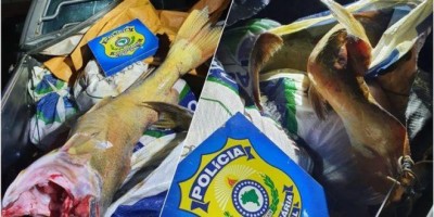 400 kg de filé de pirarucu e jaú são apreendidos pela PRF na BR 364, em Porto Velho 400 kg de filé de pirarucu e jaú são apreendidos pela PRF na BR 364, em Porto Velho