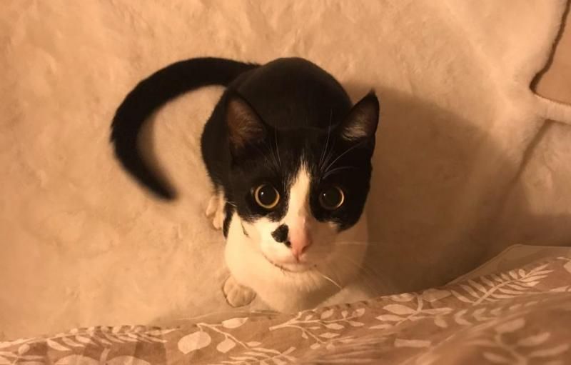 Rolim de Moura – Família está à procura de gato que desapareceu no Bairro Beira Rio Rolim de Moura – Família está à procura de gato que desapareceu no Bairro Beira Rio