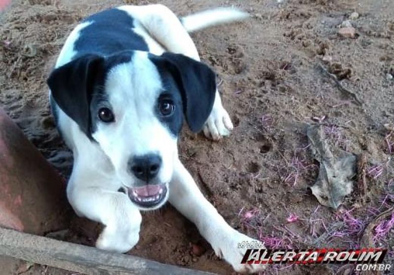 Rolim de Moura – Família procura por cachorrinha desaparecida Rolim de Moura – Família procura por cachorrinha desaparecida