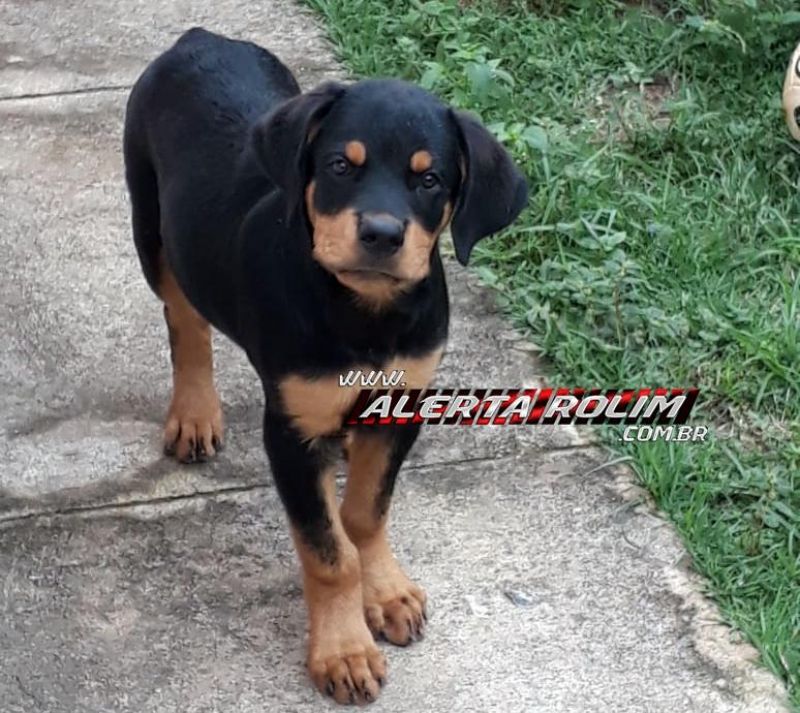 Rolim de Moura – Procura-se por cachorro desaparecido da raça Rottweiler Rolim de Moura – Procura-se por cachorro desaparecido da raça Rottweiler