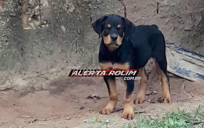 Rolim de Moura – Procura-se por cachorro desaparecido da raça Rottweiler