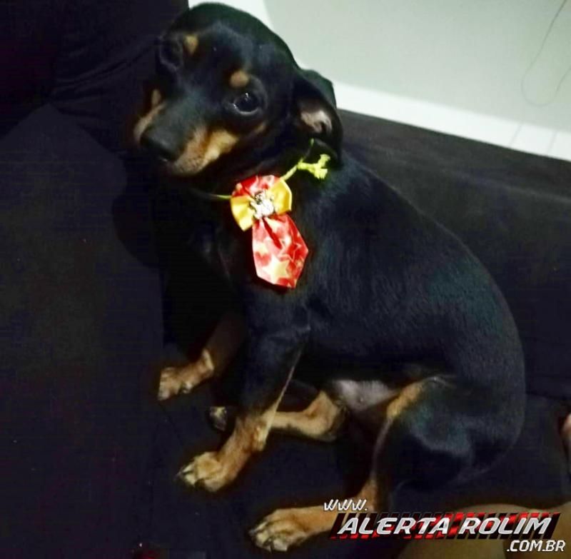 Rolim de Moura – Procura-se por cachorro perdido no último sábado Rolim de Moura – Procura-se por cachorro perdido no último sábado