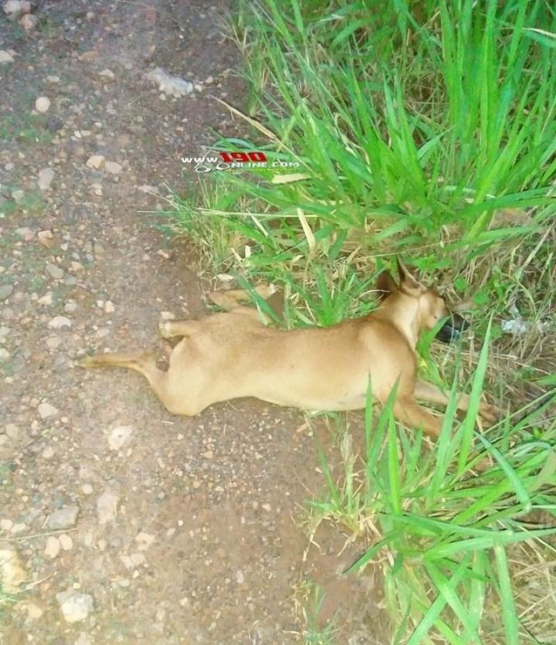 Alta Floresta – Mulher fica ferida após bater moto em cachorro na Linha P.50. Alta Floresta – Mulher fica ferida após bater moto em cachorro na Linha P.50.