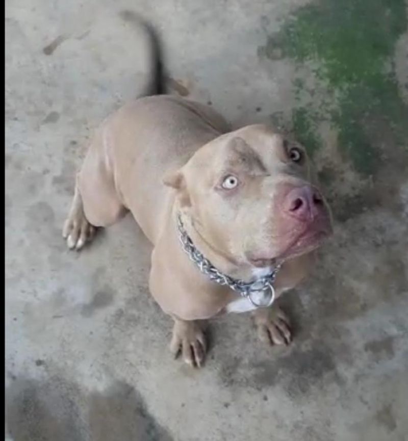 Proprietário oferece recompensa para encontrar casal de pitbull que desapareceu no Bairro Cidade Alta, em Rolim de Moura Proprietário oferece recompensa para encontrar casal de pitbull que desapareceu no Bairro Cidade Alta, em Rolim de Moura